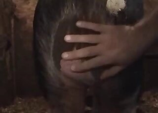 Round booty zoophile gets fucked from behind by a kinky beast