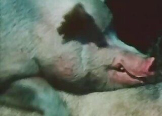 Zoo XXX movie showing pigs fucking in an outdoor setting