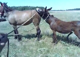Brown stallion fucking a brown mare's pussy in an outdoor scene