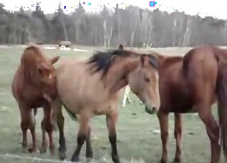 Outdoor porn movie showing sexy brown horses that love fucking