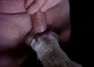 Fat and hairy dude gets his balls licked by a very kinky cow